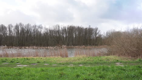 wide static shot of pampas grass swaying, on a windy day