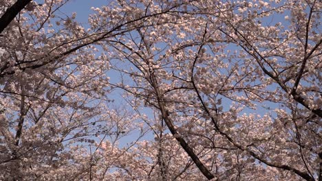 el hermoso paisaje de los cerezos en flor de sakura ondeando en el viento en japón - cámara lenta