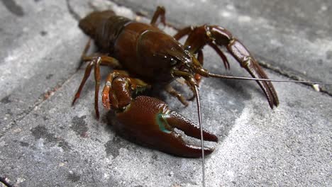 close-up of pacifastacus leniusculus latvia lake