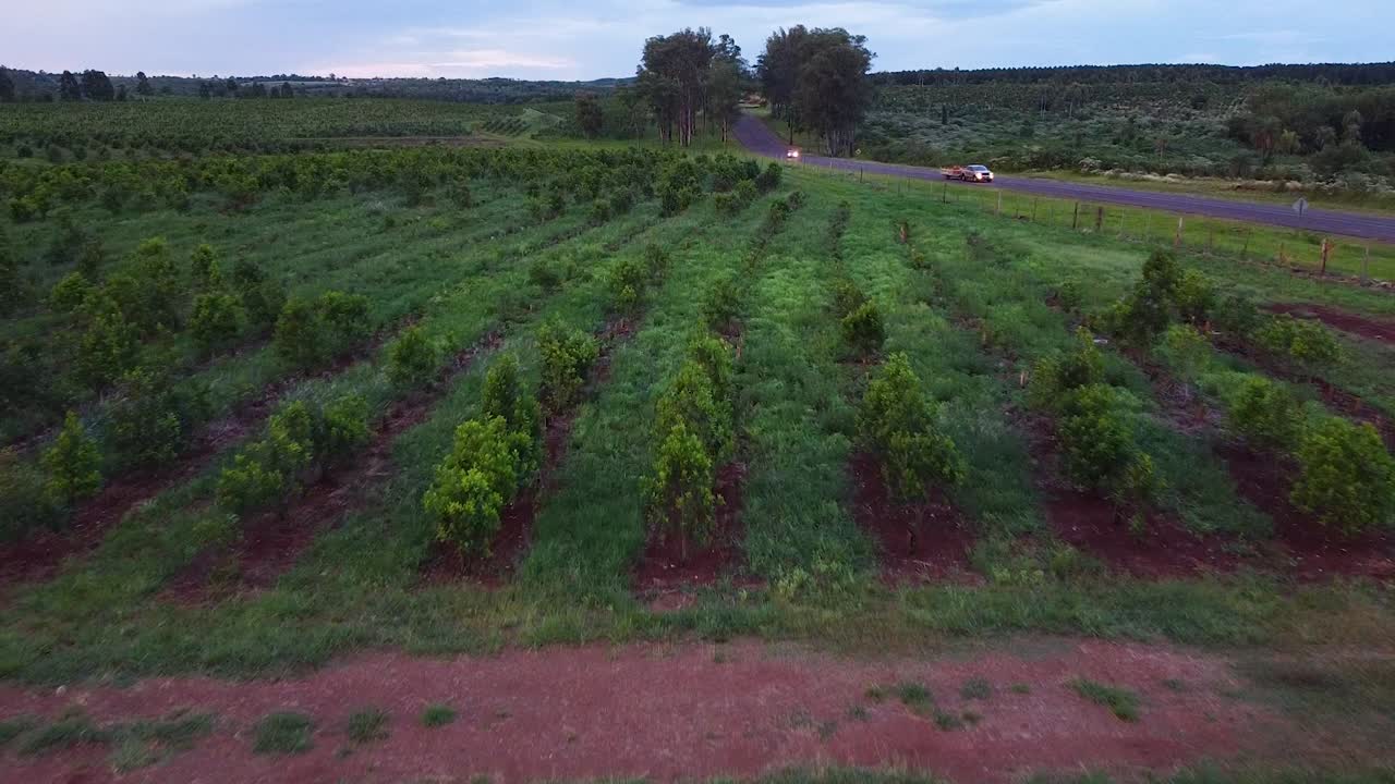 젊은 예르바 마테 플랜테이션, 아르헨티나의 전통 음료, 항공 비디오