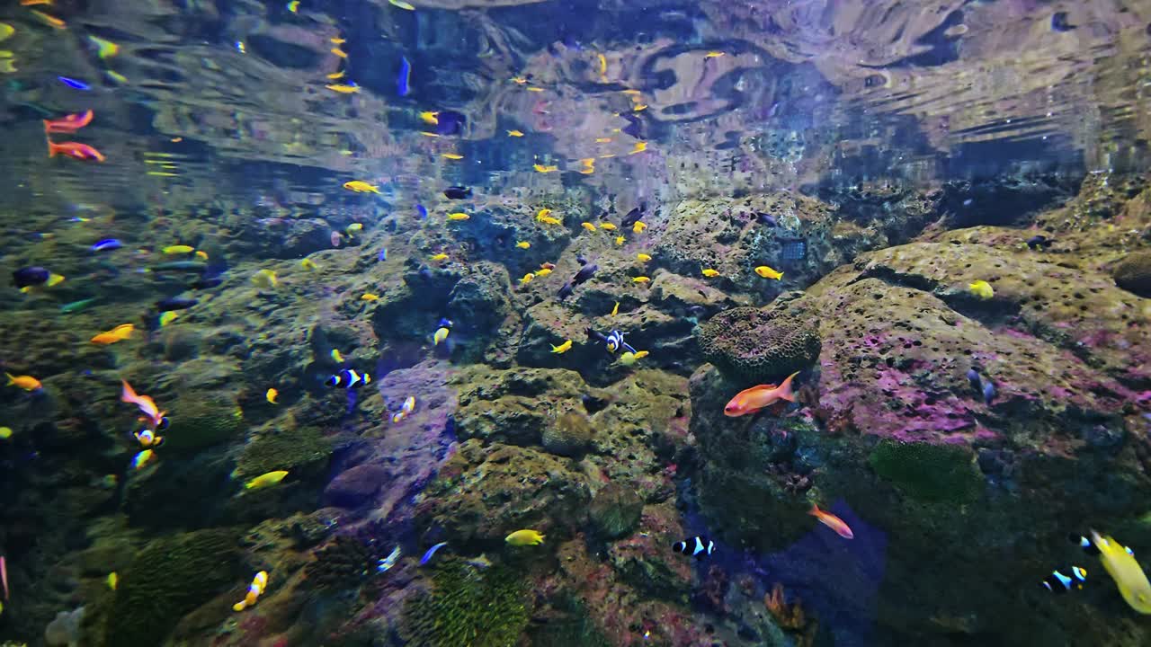 Explore a colorful underwater ecosystem filled with vibrant fish and stunning coral formations