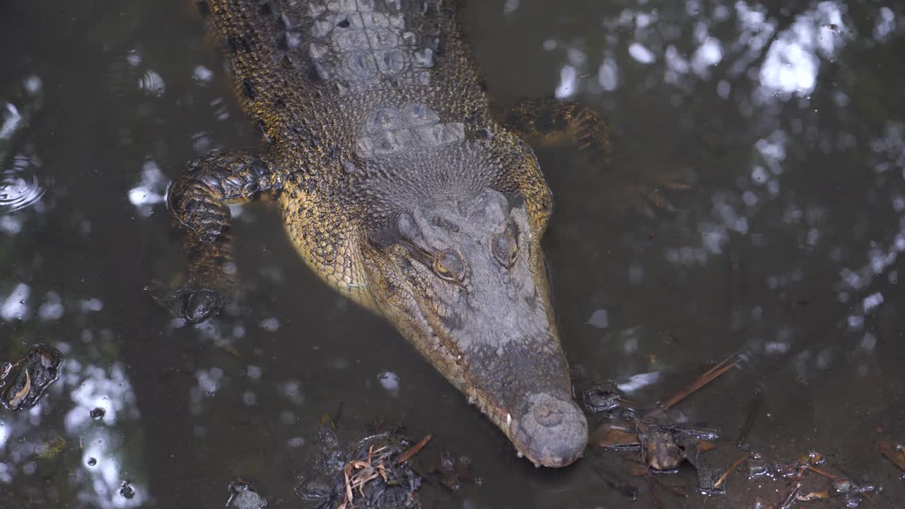 Swamp crocodiles are silent in a shallow river, as if they are waiting for prey.