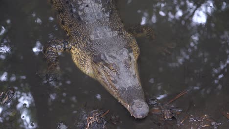 swamp crocodiles are silent in a shallow river, as if they are waiting for prey.