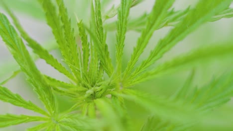 follaje fresco de la planta de cannabis moviéndose con el viento, fondo borroso - cámara lenta