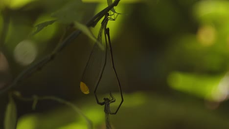 dos damselflies de apareamiento del género nehalennia cuelgan bajo las hojas de una planta