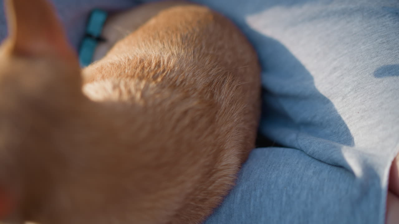 강아지를 껴안는 따뜻함, 강아지와 주인이 함께하는 오후 풍경, 강아지의 편안함과 안락함이 느껴지는 캐주얼한 야외 풍경, 평화로운 공원에서 주인이 무릎에 앉은 작은 강아지를 부드럽게 쓰다듬는 모습