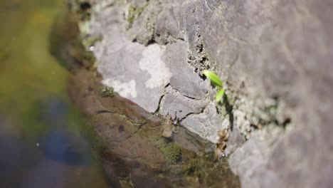 Dragonfly-Larvae-Nymph-Leaving-Water-in-Early-Summer,-Japan-4k