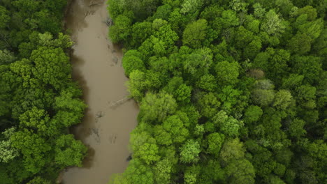 el río wolf serpenteando a través de la exuberante vegetación en collierville, tennessee, escena de naturaleza serena, vista aérea