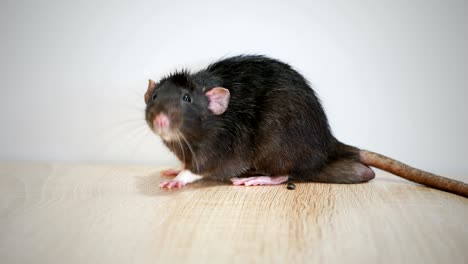 animal domestic gray rat close-up