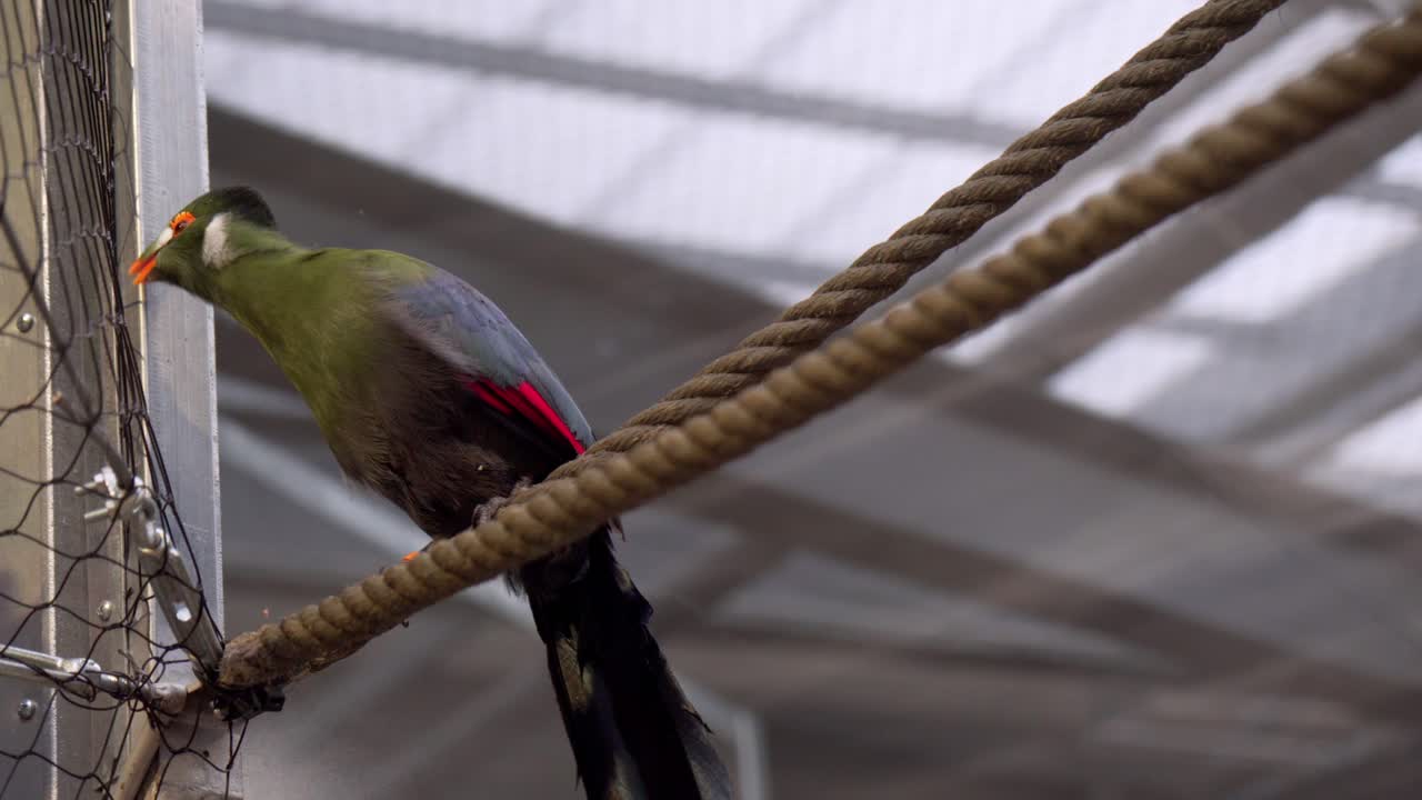 cerrar vista de un turaco en cautiverio stading sobre una cuerda