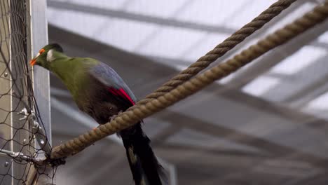 close view of a turaco in captivity stading on a rope