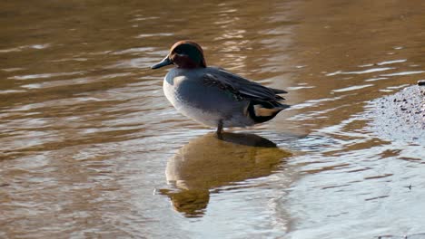 Macho-Verde-Azulado-Euroasiático-De-Pie-En-Una-Orilla-Del-Lago-Con-Reflejo-De-Espejo-Durante-El-Día-Soleado