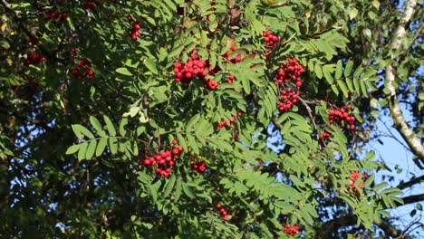 mountain ash berries on tree in autumn. england