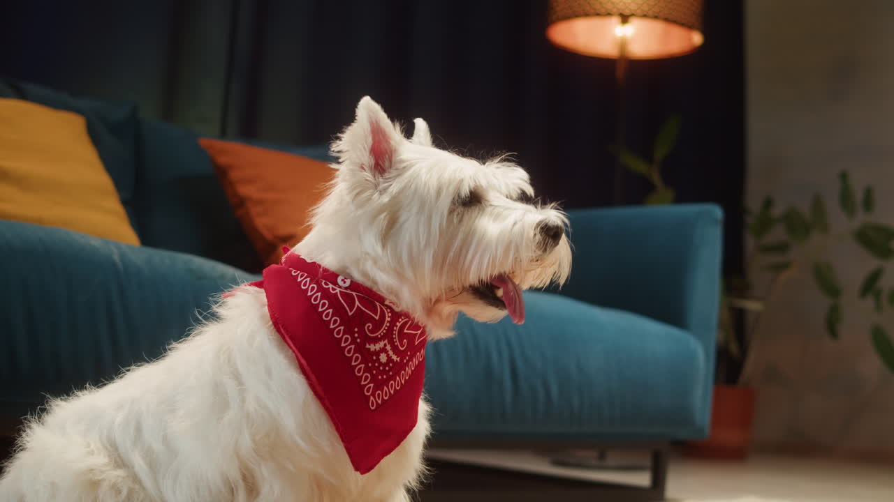 Ein weißer West Highland White Terrier mit rotem Halstuch sitzt im Wohnzimmer