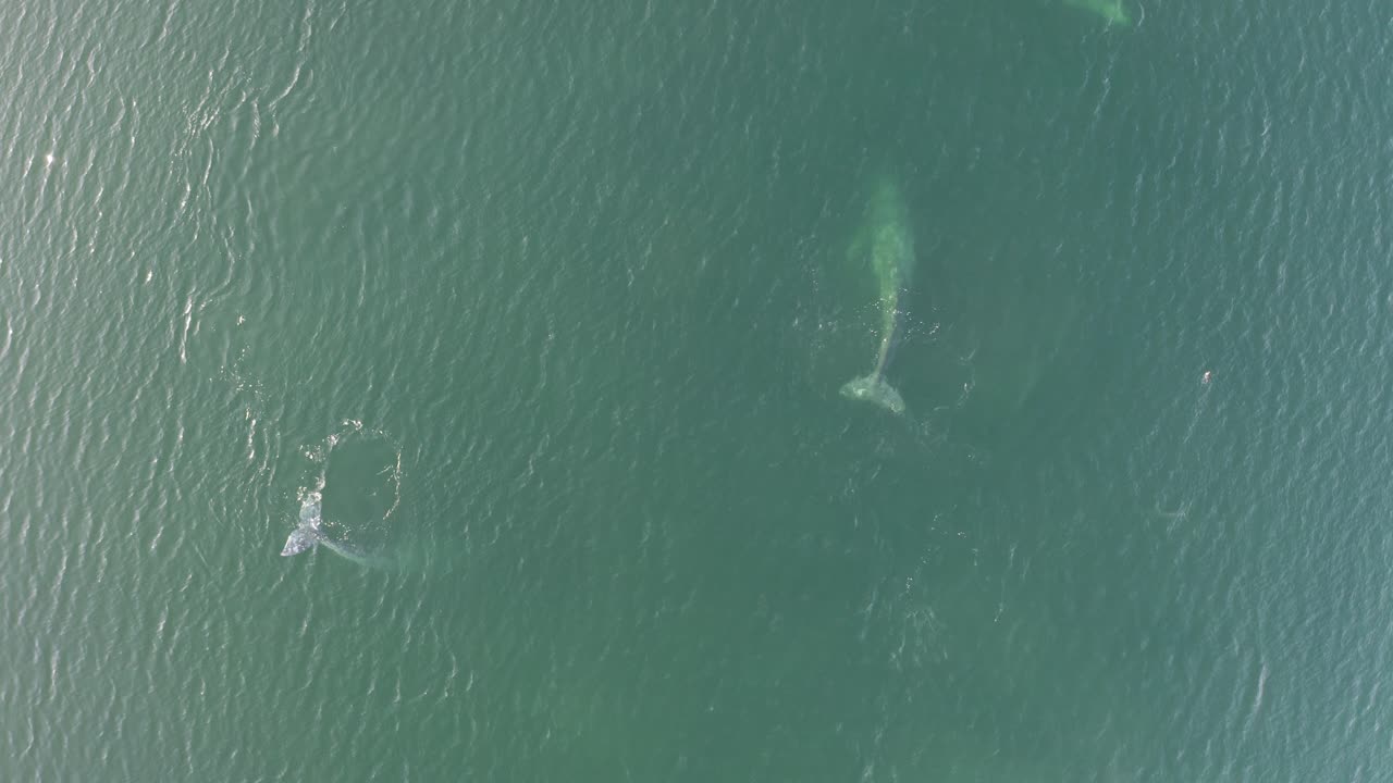 태평양의 회색 고래 바로 위의 아름다운 조감도