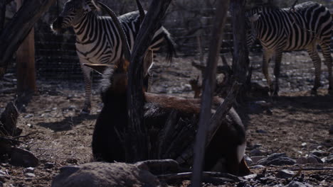 Cebra-Temblando-En-Cautiverio-Con-Otros-Animales