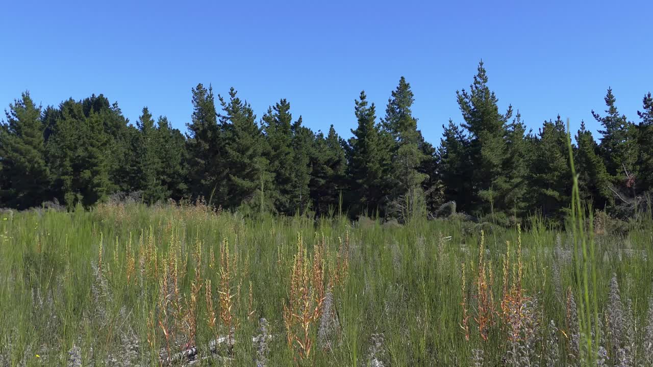 여름철 강가에서 자라는 야생 꽃 사이를 천천히 걷다 - 코와이 강, 캔터베리