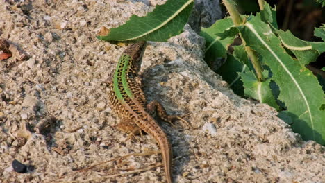 Cerca-De-Un-Lagarto-De-Pared-Siciliano-En-La-Roca-Tomando-El-Sol-Bajo-El-Sol