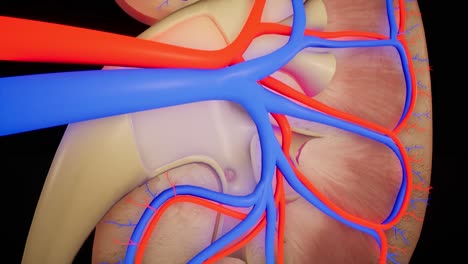 biological animation of kidney. 3d animation