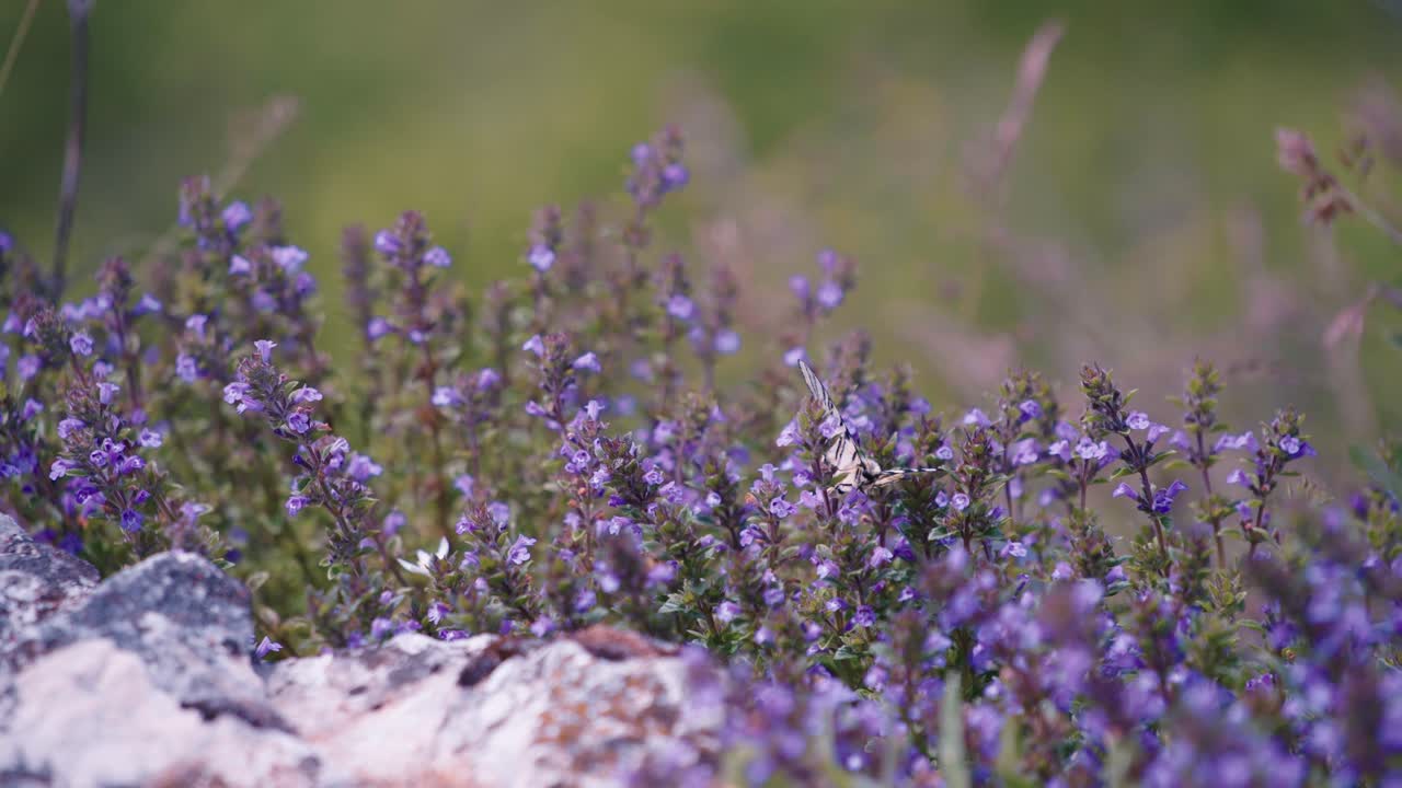 Butterfly on lavender flowers along rocky cliffs in summer.