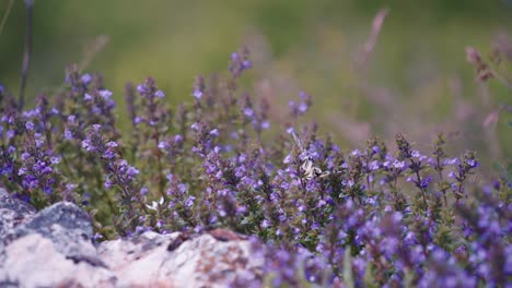 butterfly on lavender flowers along rocky cliffs in summer.