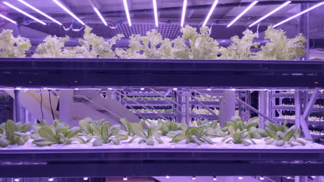 close up, food grown in vertical hydroponic sustainable farm indoors