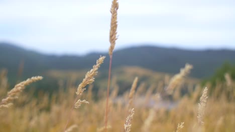 gras weht im wind