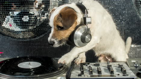 Hund-Dj-4k-07