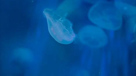 Moon-jellyfish-swimming-slowly,-close-up-tracking-shot,-blue-background