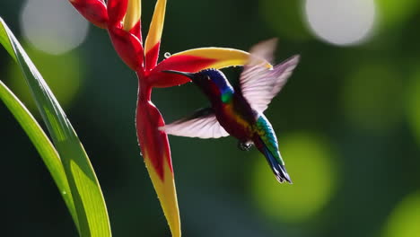 colibrí alimentándose de una flor