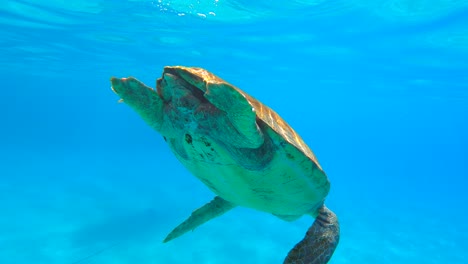 tortuga marina nadando en aguas azules respirando bajo el agua en grecia limeni peloponeso