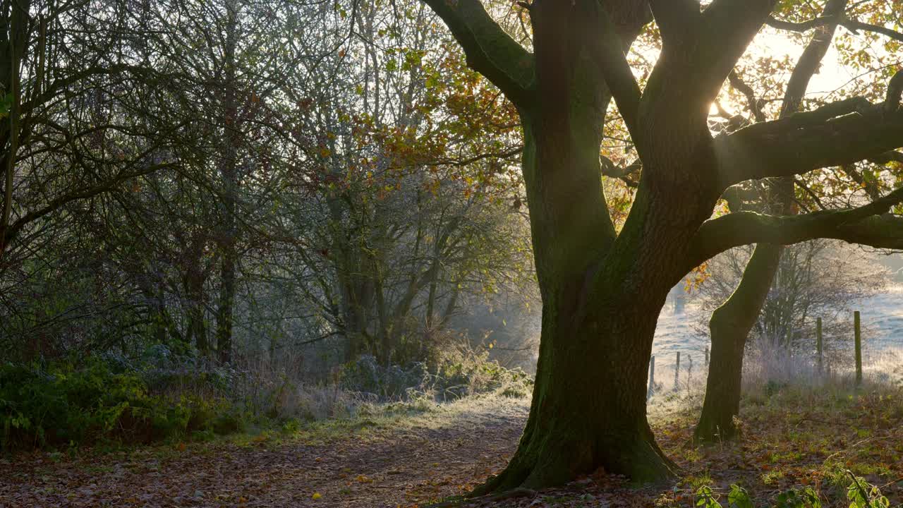 Silhouette d’un grand chêne britannique avec des rayons de soleil perçant à travers les branches en automne, pendant le lever du soleil à l’heure dorée, avec de l’herbe givrée autour