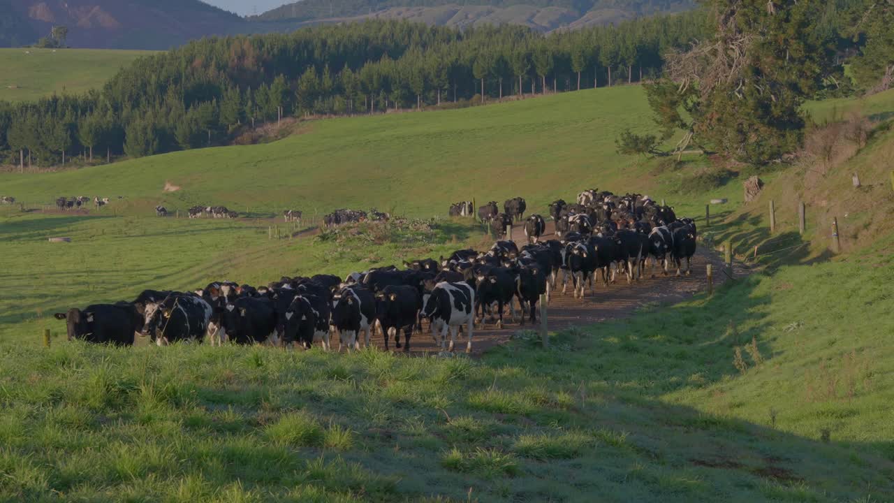 Lunga fila di mucche su una strada sterrata che si spostano verso un pascolo verde e fresco