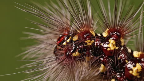 macro shot of a hairy caterpillar