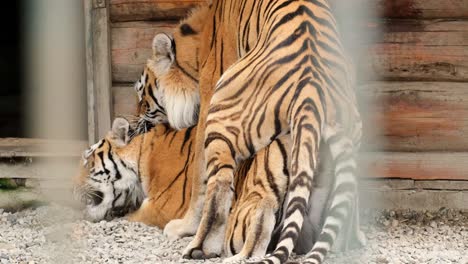 two young tigers play on a sunny day at the zoo. love of two tigers. animals in the zoo