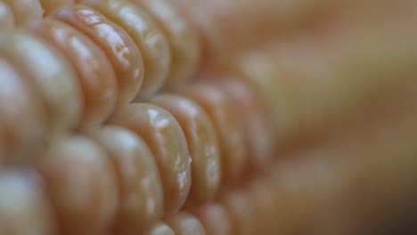 shot of depth of field whole corn focus on the seeds