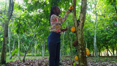 engineer black female woman checking the cocoa bean on cacao tree plantation in africa using a tablet laptop, agricultural technology agrotechnology in rural area of africa modern precision farming