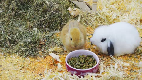 pequeños conejos comen y se divierten en el corral