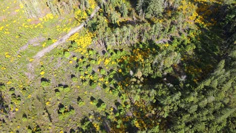 Top-down-drone-view-of-the-abyss-in-Nanaimo,-BC