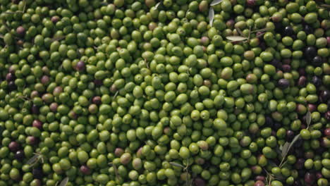 pile of olives