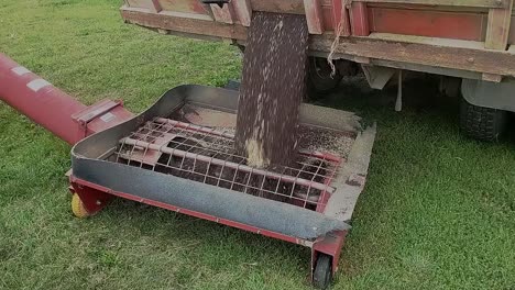 unloading a truckload of canola into an auger