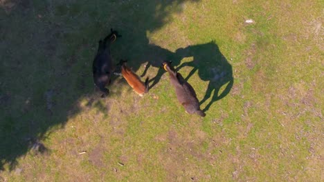 above view of domesticated horses grazes over sunny meadow