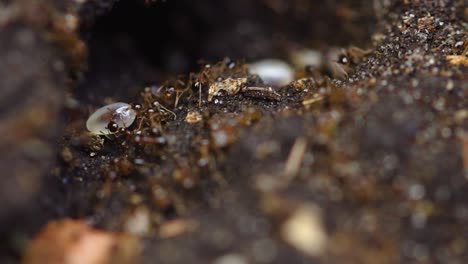 close up macro view of red ants transporting