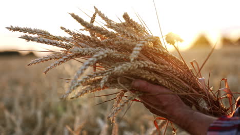a bunch of ripe dry ears of corn in the hands of mature farmer. blurred wheat farmland at backdrop.