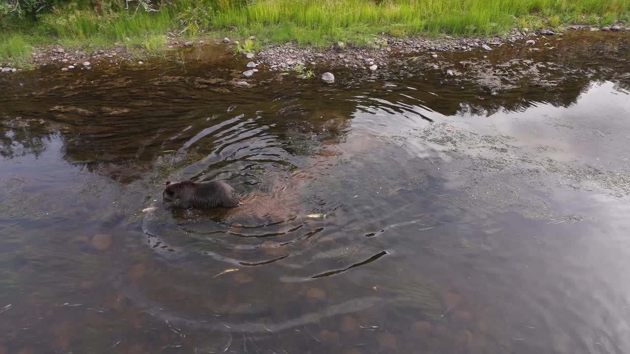 Grizzly bear feeding on dead carcasses of salmon in a river in British Columbia, Canada.