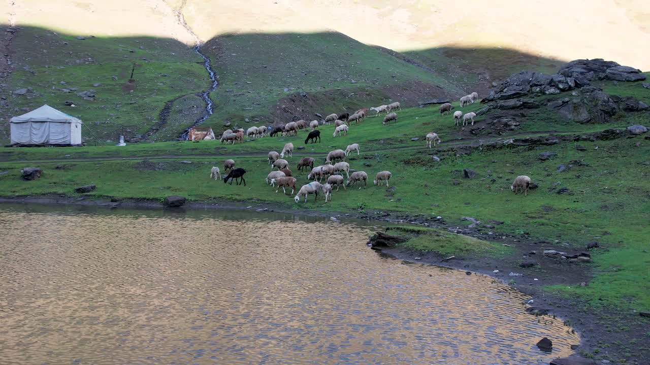 Sheep grazing near a lake in the mountains
