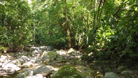 amazon rainforest with rocky creek during sunny day in colombia, south america