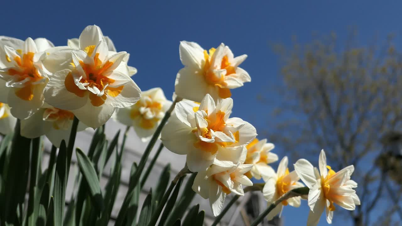Daffodils growing in garden against blue sky, Narcissus close up, happiness and joy