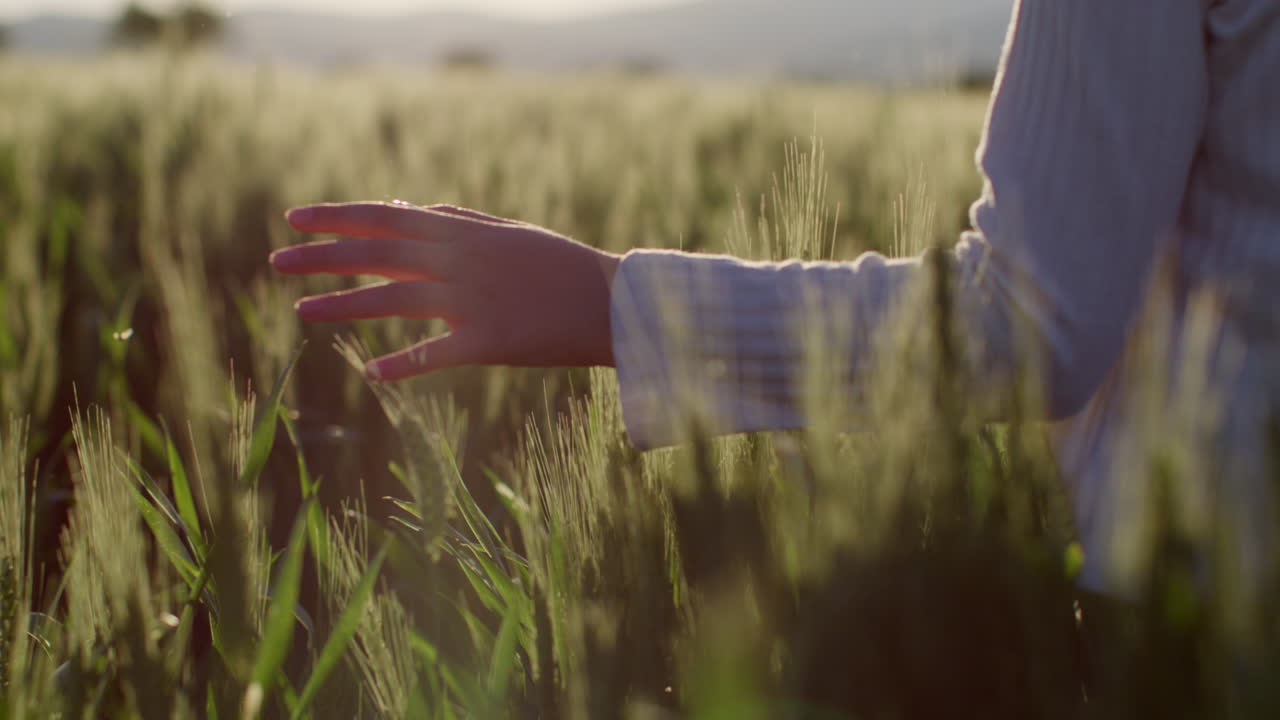 Hand touching wheat in field