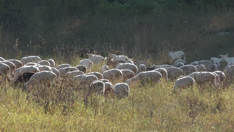 herz de cabras pastando en finca rural